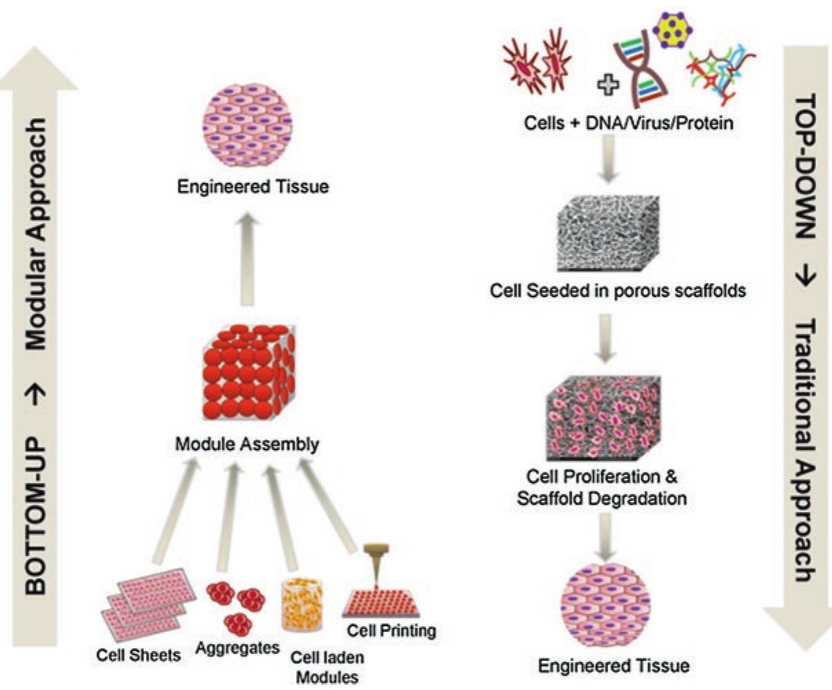 (PDF) Applications of Nanomaterials in Tissue Engineering and ...