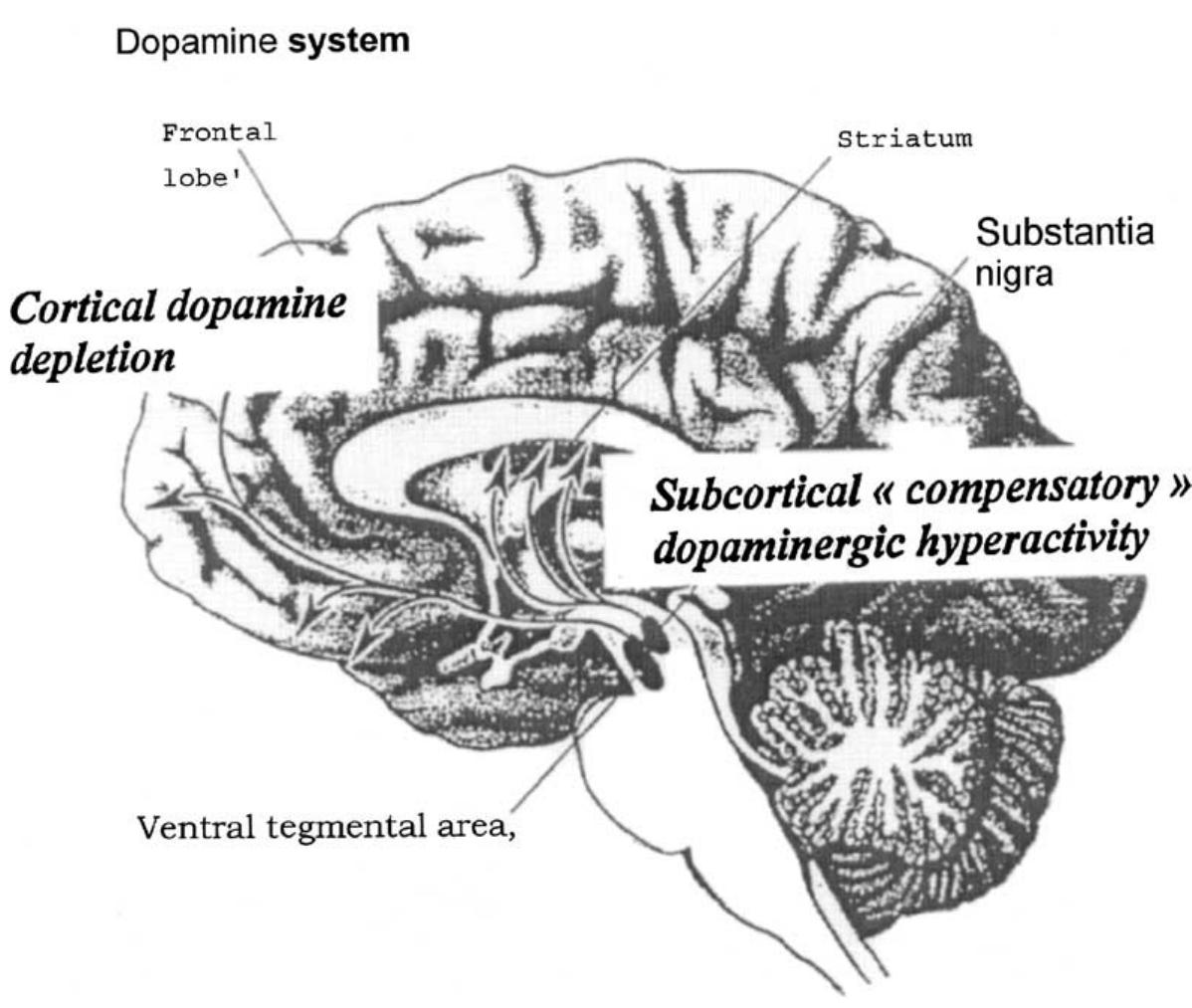 (PDF) Dopamine and the regulation of cognition and attention