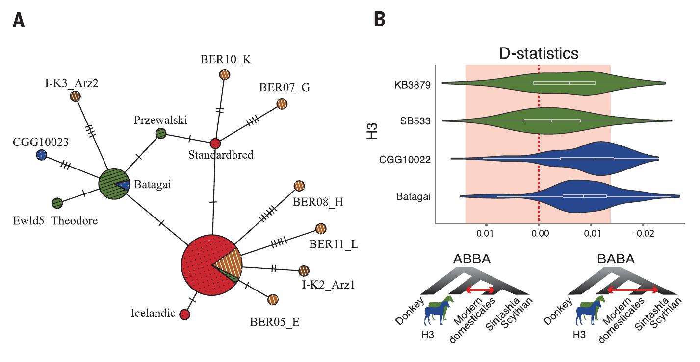 (PDF) Ancient genomic changes associated with domestication of the horse