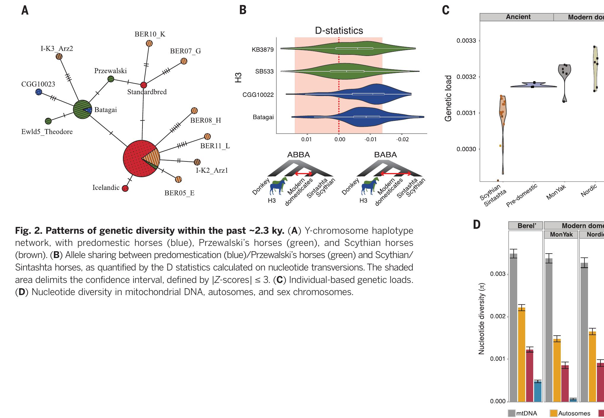 (PDF) Ancient genomic changes associated with domestication of the horse