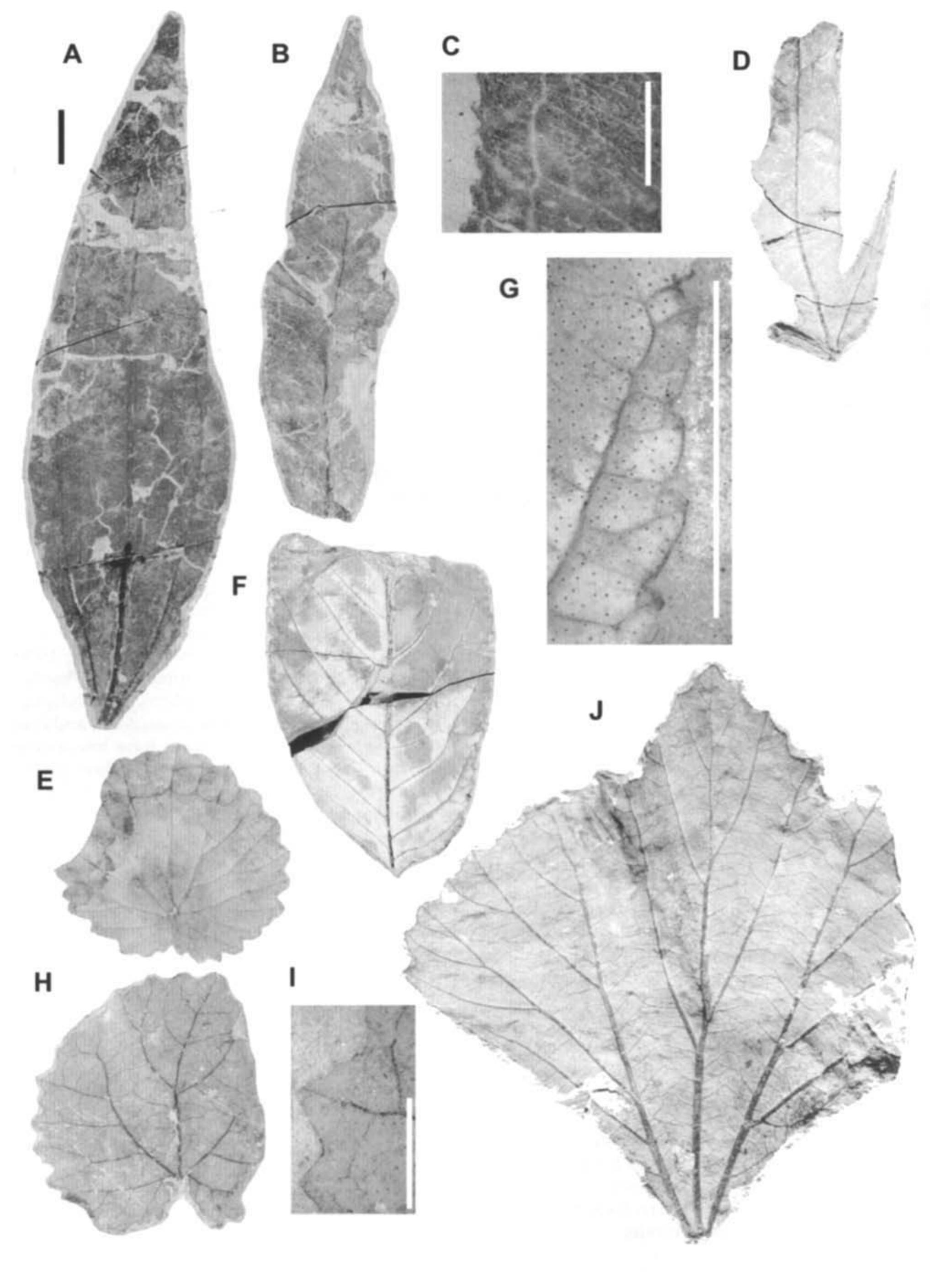 Figure 4 - Overview of the Late Cretaceous, early Paleocene,