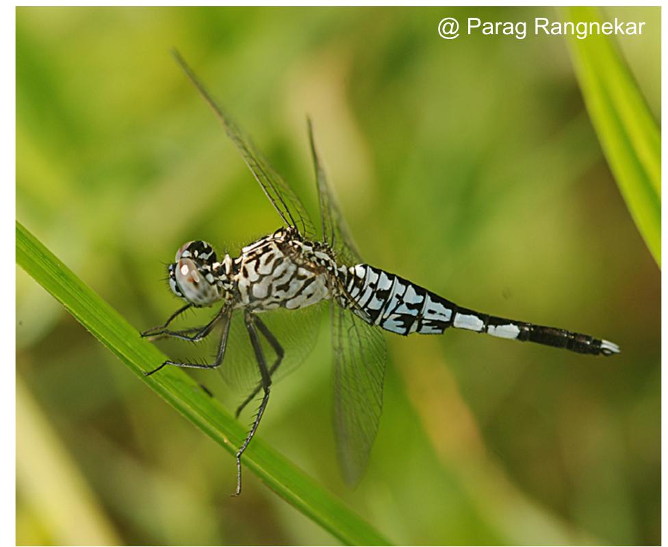 (PDF) Additions to the Odonata (Insecta) of Goa