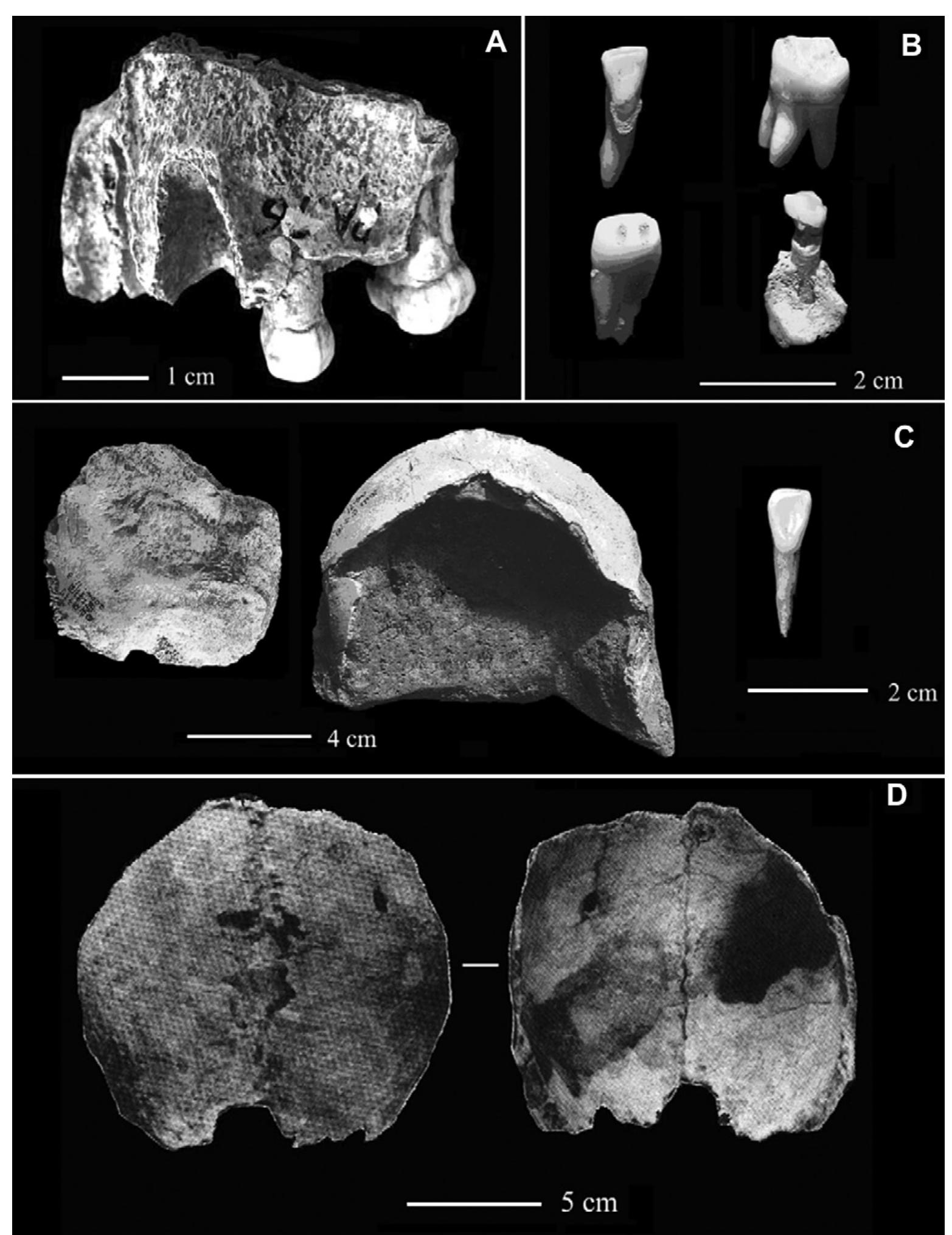 (PDF) Middle to Late Pleistocene hominin occupation in the Three Gorges ...