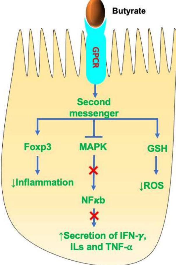 Schematic representation of the mechanism of scfa butyrate