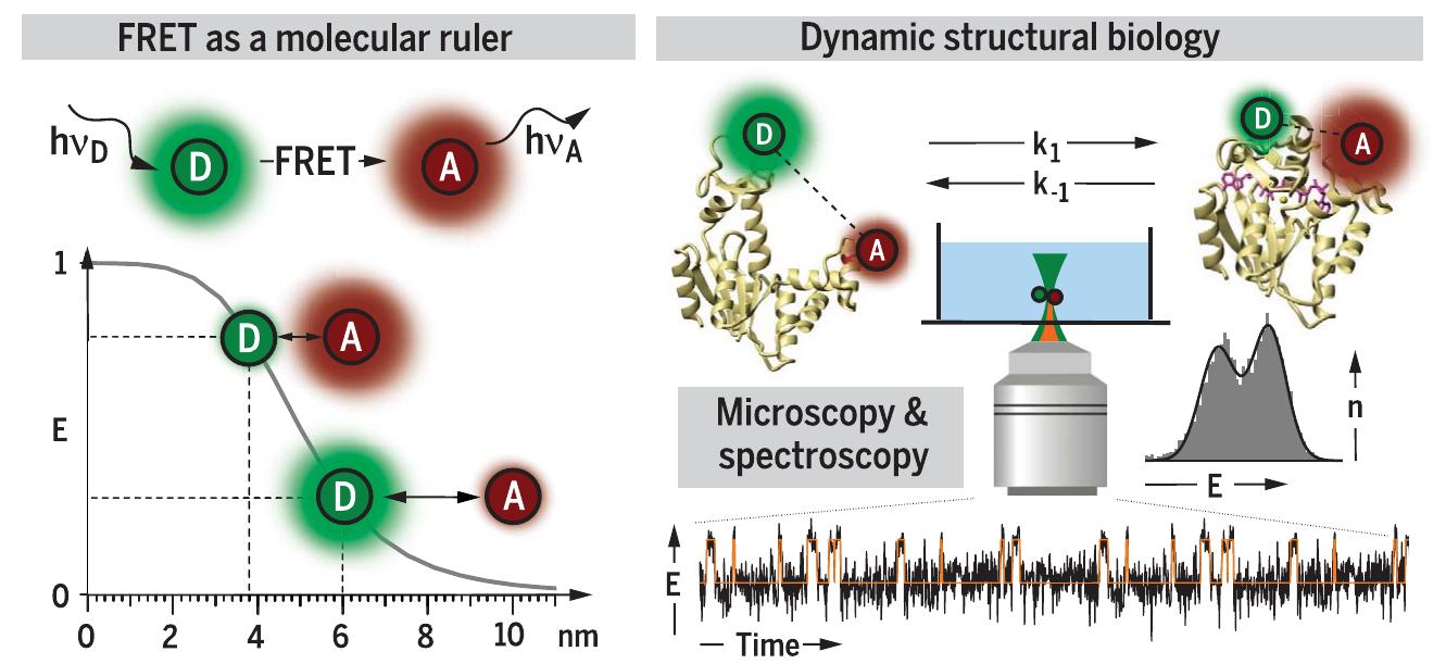 Fret Ruler Dynamics Figure 1 - from Toward dynamic structural biology: Two