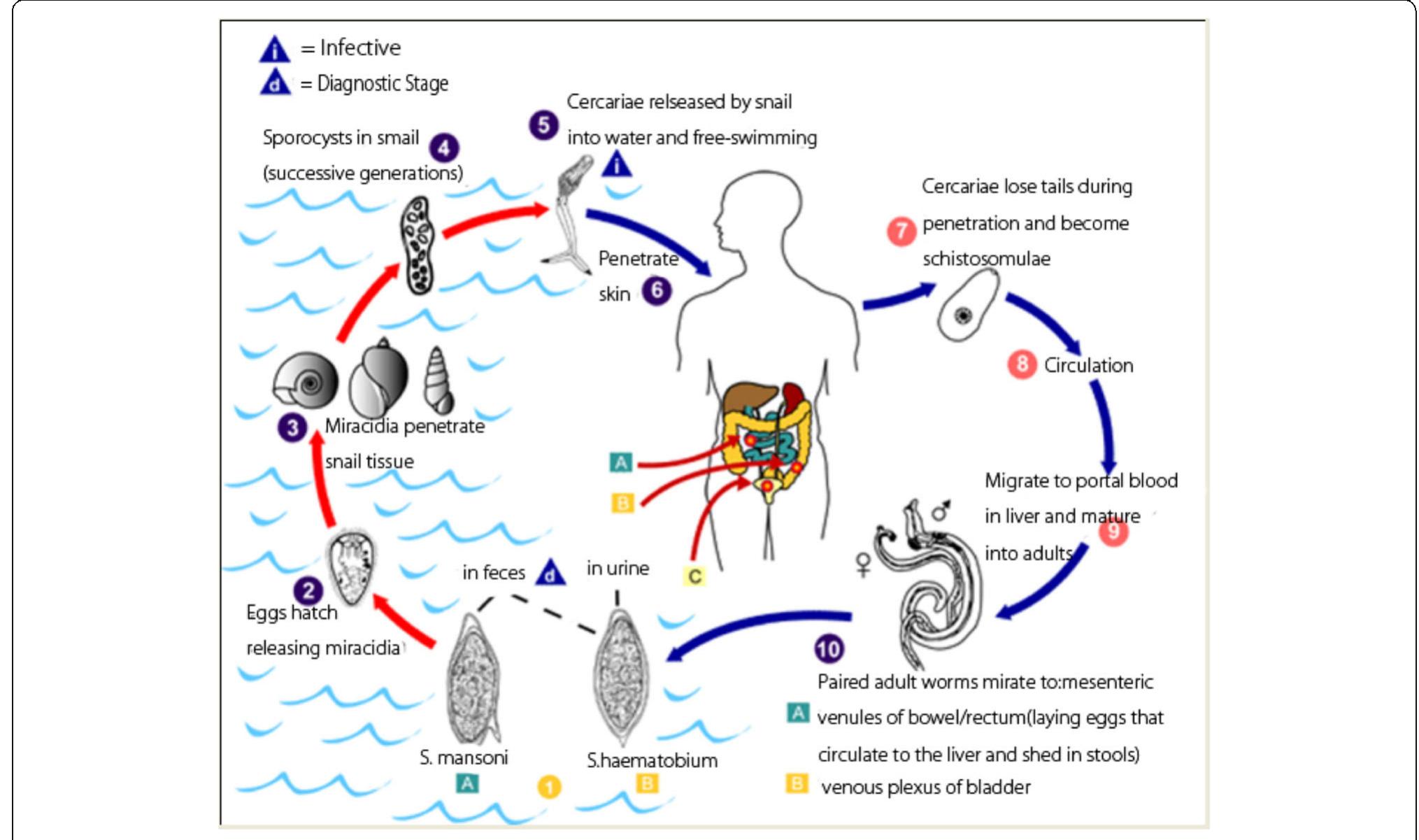 Typical life cycle of schistosome parasites [84]