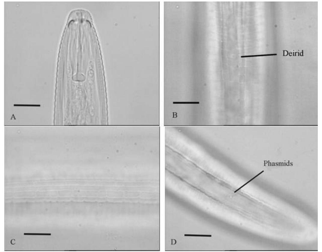 (PDF) Plant-parasitic Nematodes from Afghanistan with Discussion on the ...