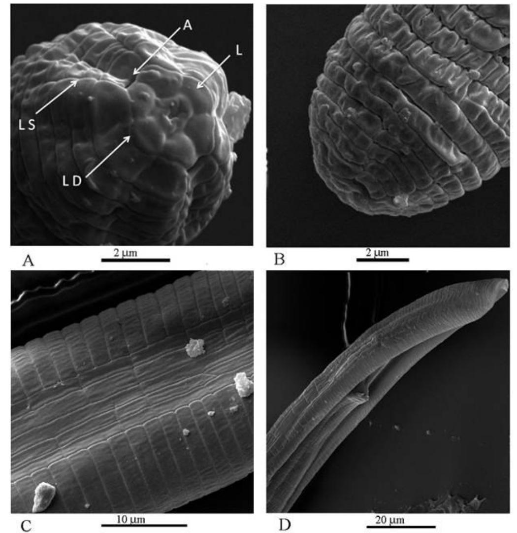 (PDF) Plant-parasitic Nematodes from Afghanistan with Discussion on the ...