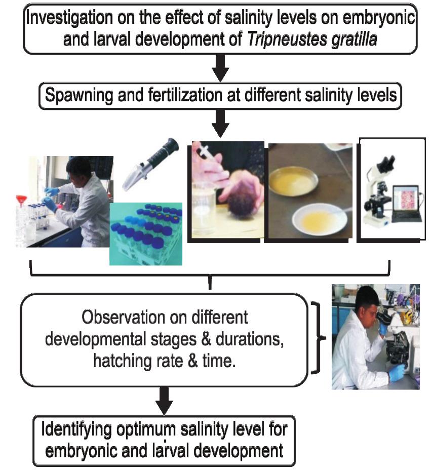 (PDF) Salinity effects on the development of embryos and larvae of a ...