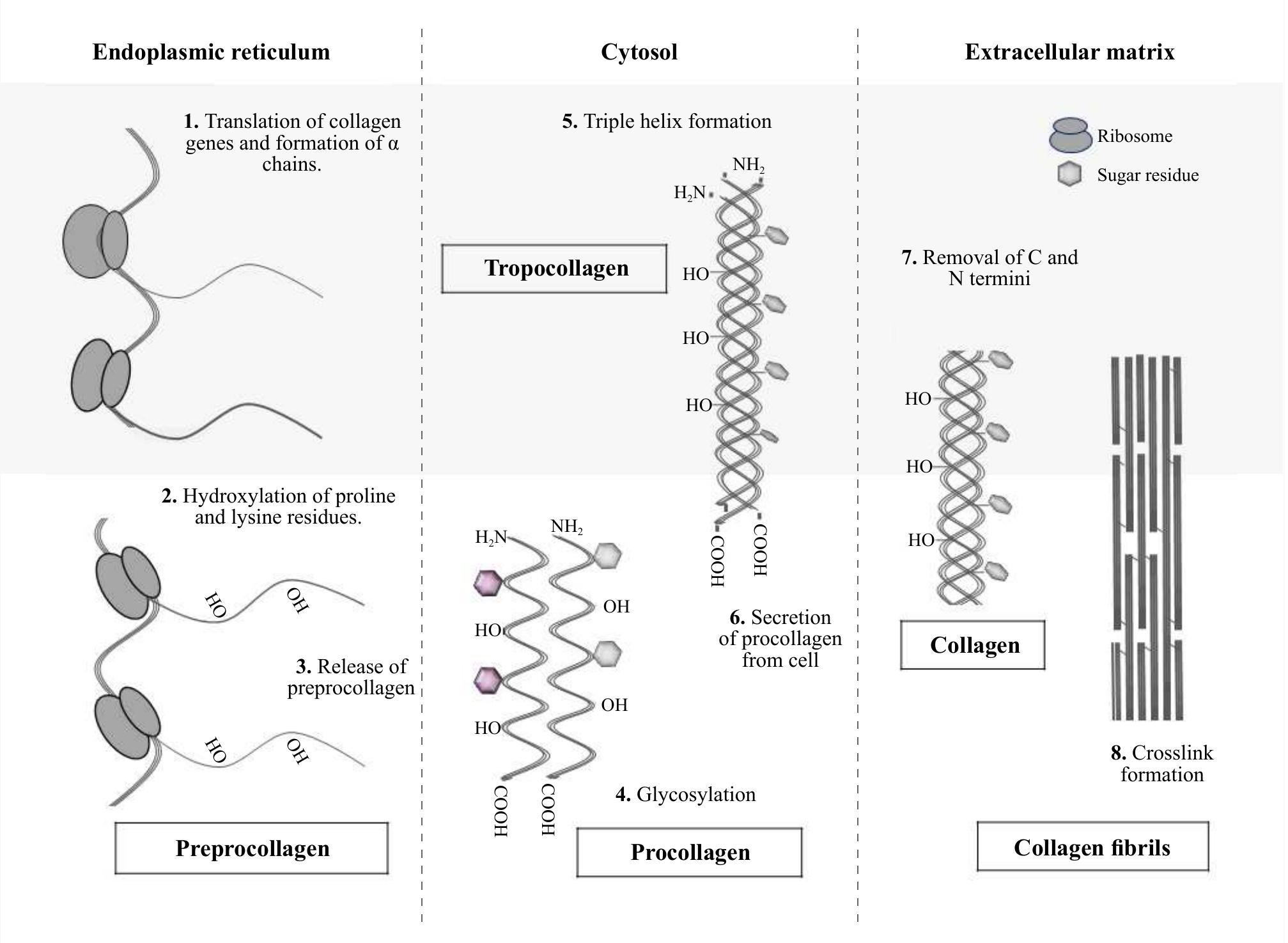 Process Collagen Complex (PDF) A Guide to Collagen Sources, Applications and Current Advancements
