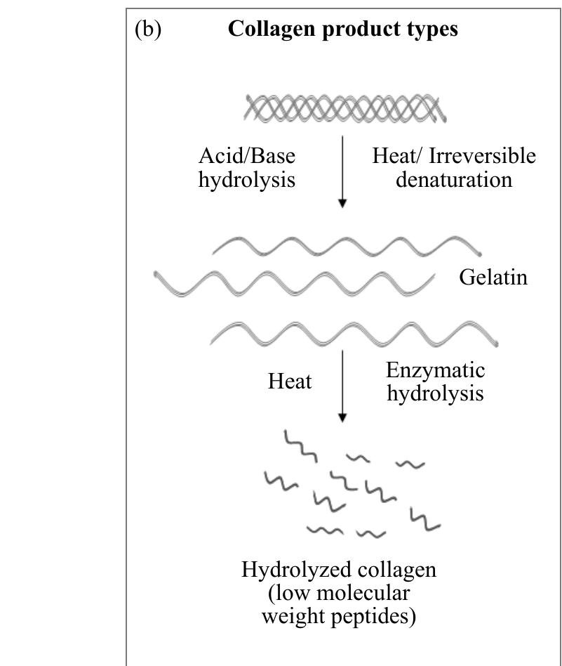 Figure 4 - A Guide to Collagen Sources, Applications and