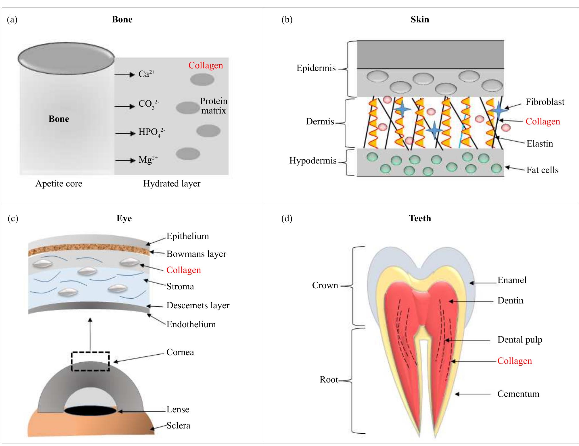 Figure 5 - from A Guide to Collagen Sources, Applications