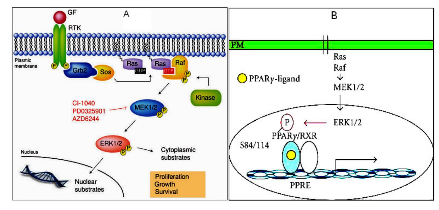 Schematic representation of the ras/mapk pathway and its