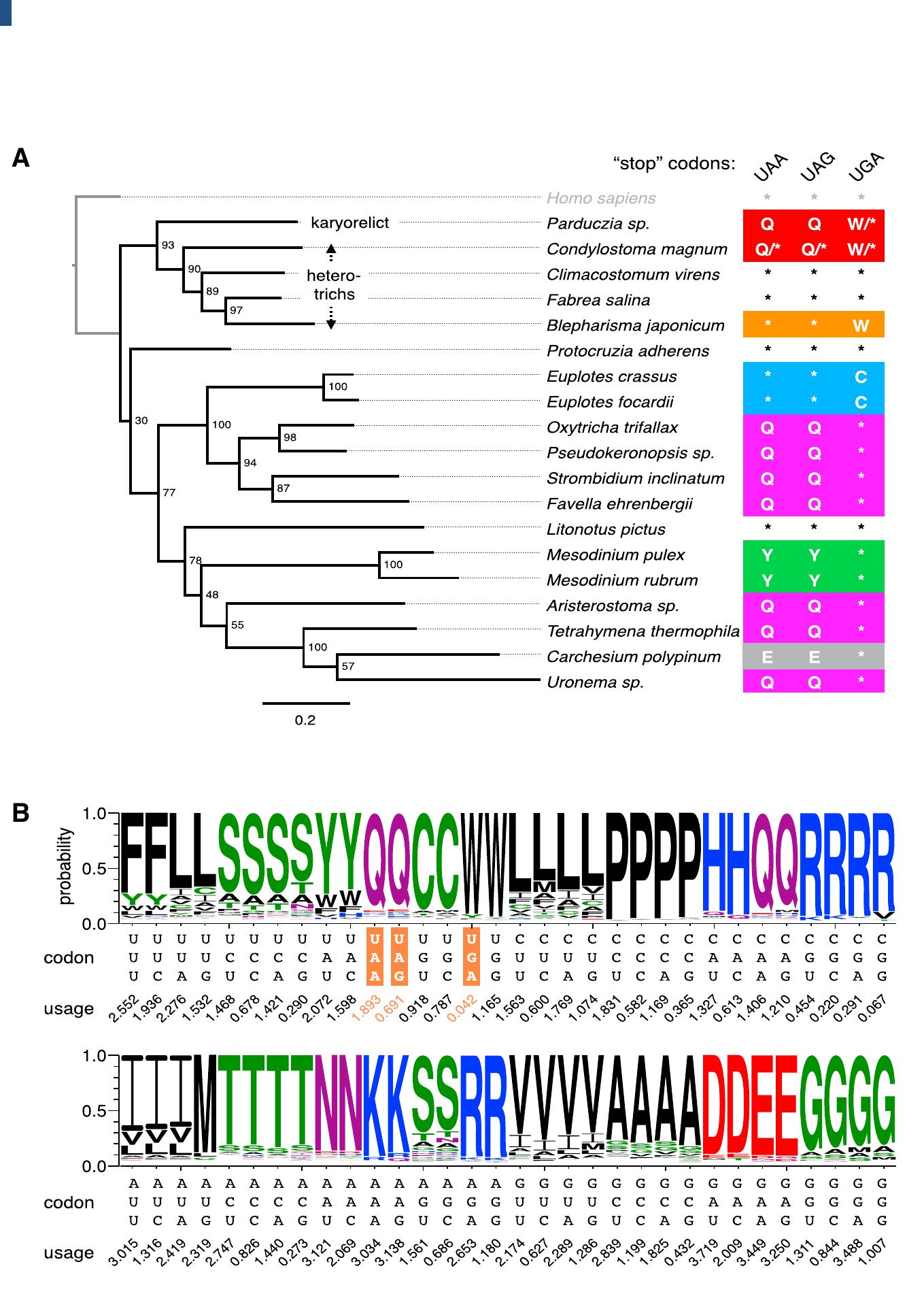 (PDF) Genetic Codes with No Dedicated Stop Codon: Context-Dependent ...