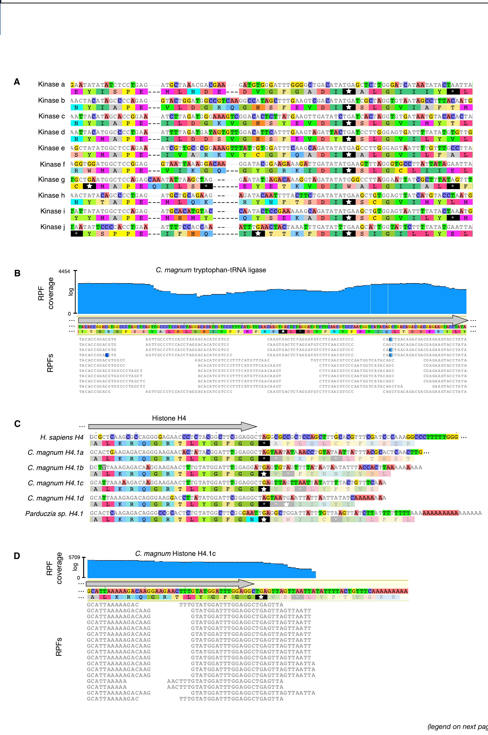 (PDF) Genetic Codes with No Dedicated Stop Codon: Context-Dependent ...