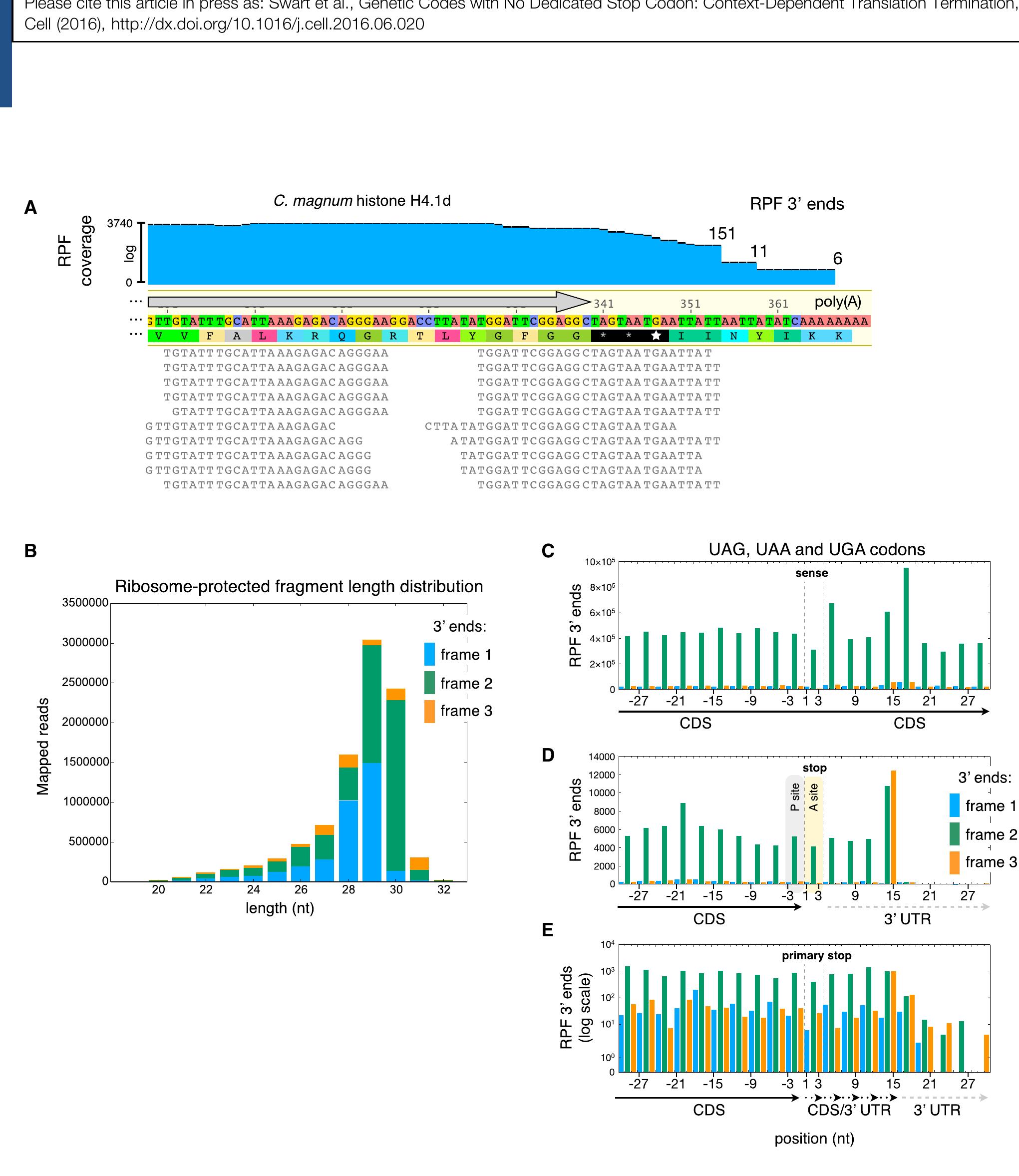 (PDF) Genetic Codes with No Dedicated Stop Codon: Context-Dependent ...