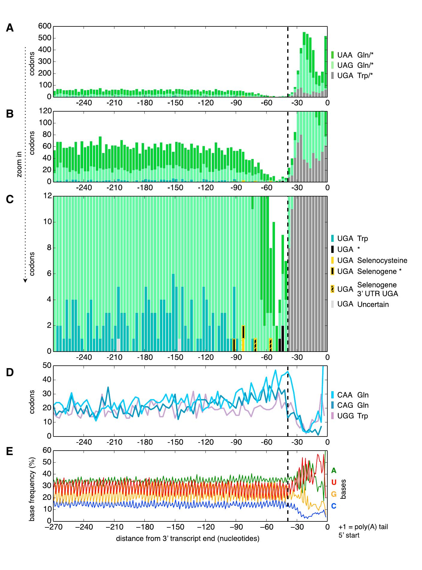 (PDF) Genetic Codes with No Dedicated Stop Codon: Context-Dependent ...