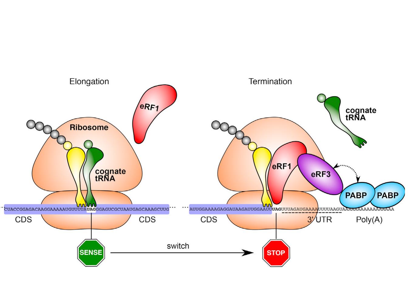 (PDF) Genetic Codes with No Dedicated Stop Codon: Context-Dependent ...
