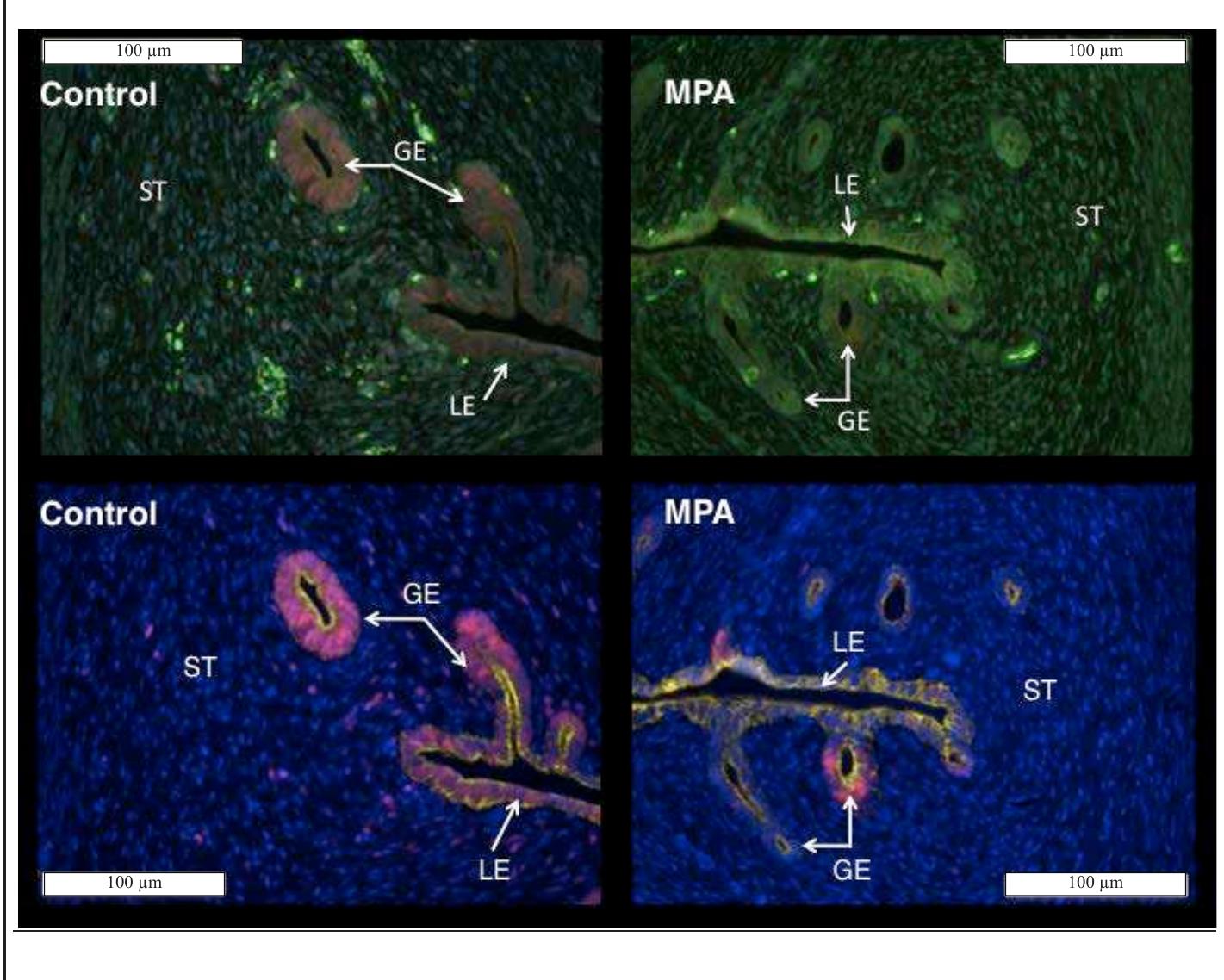 Figure 3. Raw (top) and spectrally unmixed (bottom) images of canine uterine tissue obtained from control (left) and MPA-treated (right) females. In the spectrally unmixed images nuclei are blue (POPO-1), epithelium (luminal = LE, glandular = GE) is yellow (CK8, A568), and nuclear PCNA is red (A594). Note that PCNA- specific signal occurs more frequently in control as compared to MPA-treated tissue. 