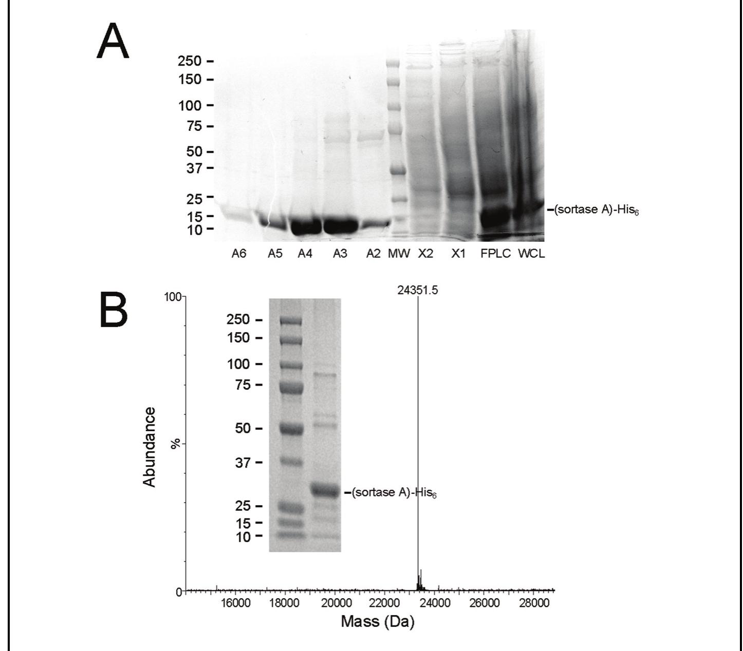 Figure 1. Purification and characterization of recombinant (sortase A)-His,. A: The SDS-PAGE gel showing FPLC fractions obtained from chromatographic purification of recombinant (sortase A)-His, by nickel affinity chromatography. This total protein stained 4-10% polyacrylamide gradient gel shows a central protein molecular weight marker used to verify the molecular weight of the proteins present in the 0.5 mL eluted fractions (namely A2, A3, A4, AS, and A6) followed by samples from the column wash steps (X1 and X2), the column load (Pre FPLC), and whole cell lysate post sonication (WC). B: MALDI-TOF mass spectrometric analysis of our purified (sortase A)-His, with a resultant MW of 24,351.5 for the major protein shown in the Insert. 