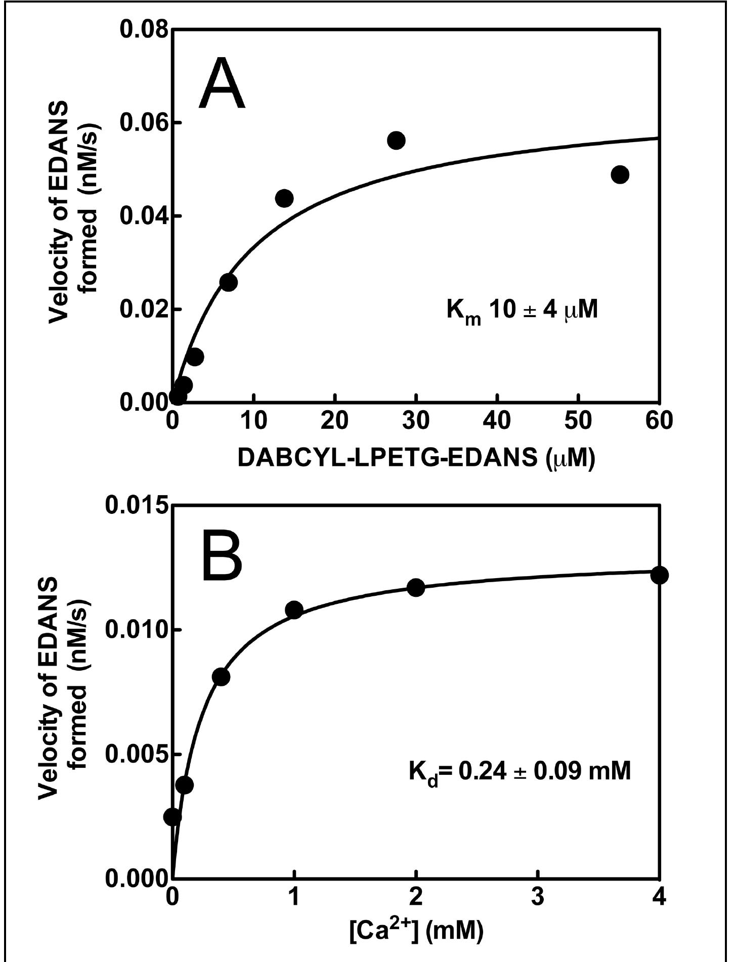 Figure 2. Kinetic analysis of purified (sortase A)-His,. A: Michealis-Menten plot used to determine our purified sortase A kinetic parameters (Km of 10.07 uM  and V_,, of 0.068 nM/s) for cleavage of the FRET substrate (DABCYL-LPETG- EDANS). B: The apparent dissociation constant for calctum (Ca’*) binding to the sortase enzyme obtained by fitting the quadratic binding equation to the dependency of molar rate of substrate hydrolysis (K,, of 0.24 mM) over a range of Ca**  concentrations, which is in good agreement with the previous literature values (Naik, 2006). 