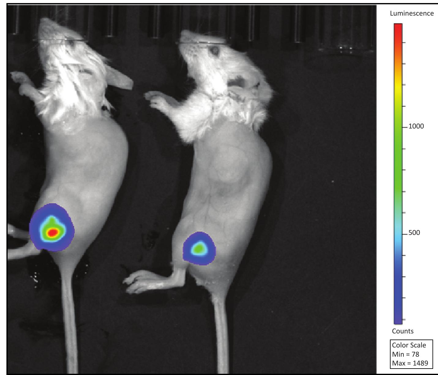 Figure 3. Intramuscular infections examined by bioluminescence imaging using the IVIS Lumina XRMS system. Specifically, the image shows mice (reference mouse numbers M109 and M110) at 5 days post intramuscular infection with bioluminescent Xen29. M110 on the left was used for organ isolation and tissue biopsy for relative sortase A presence.  Characterization of Sortase A using an LPXTG-containing FRET substrate  Matrix-assisted laser desorption/ ionization time-of-flight (MALDI- TOF) mass spectrometry was used to determine the molecular weight of (sortase A)-His, after purification. Protein samples were diluted to optimal concentration and spotted onto a 96-well plate using a sandwiched method where the protein solution was diluted 1 to 1 with sinapinic acid matrix (30 mg matrix in 1 ml of 33% acetonitrile, 0.1% TFA, freshly 