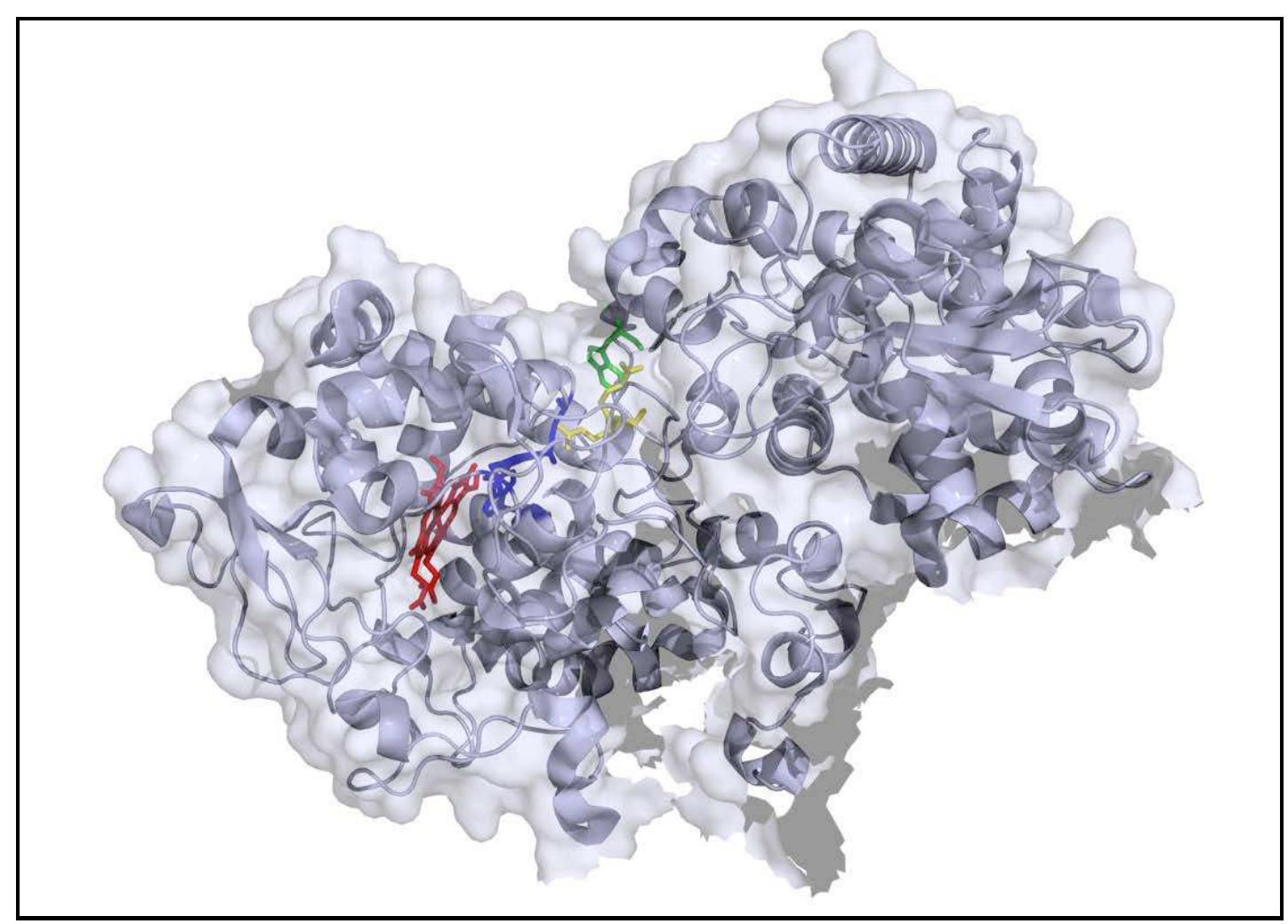 Figure 1. Single subunit of MtKatG. The W438 is shown in green, R418 in yellow,  the MYW adduct in blue, and the heme is shown in red. PDB accession number 2CCA (Zhao et al. 2006). 