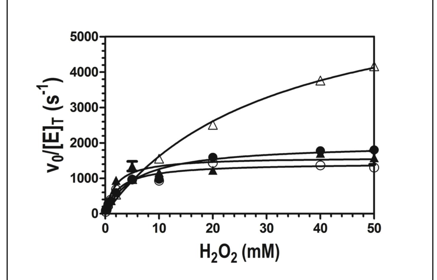 Figure 6. Effect of the electron donor ABTS on catalase activity at pH 7.0. Activity was monitored by measuring O, production for W438F in the presence (A) and absence (A) of 0.1 mM ABTS. The same was carried out wild type in the presence (e) and absence (©) of 0.1 mM ABTS. All W438F reactions contained 2 nM enzyme, and wild-type KatG reactions contained 5 nM enzyme. All assays were carried out in 100 mM phosphate, pH 7.0, at room temperature. 