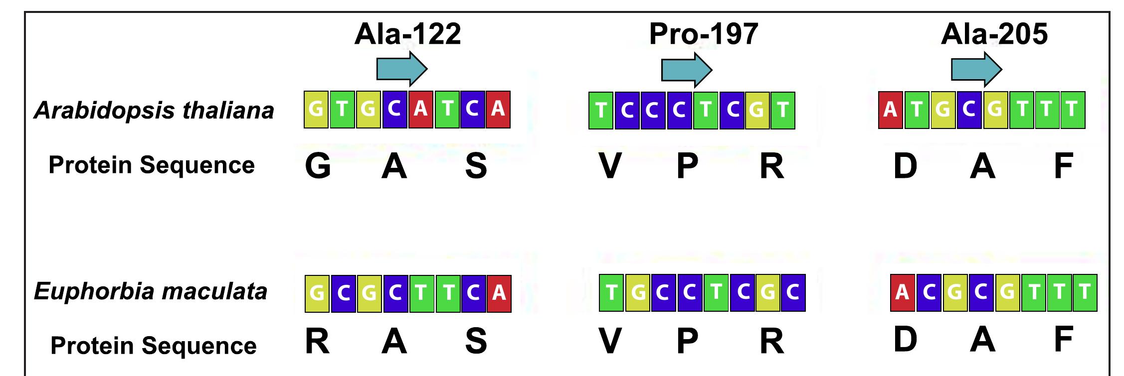 Figure, Miller. Sanger Sequencing Alignment.  DNA extraction techniques had to be modified after several failures  Extracted DNA was used in a polymerase chain reaction (PCR) to amplify the ALS gene (approximately 2,000bp long) of spotted spurge in both the susceptible and resistant populations. This amplification allows for a more simple method of sequencing the genome. Phusion DNA Polymerase is used for PCR following the reaction mixture and thermal cycling conditions as 