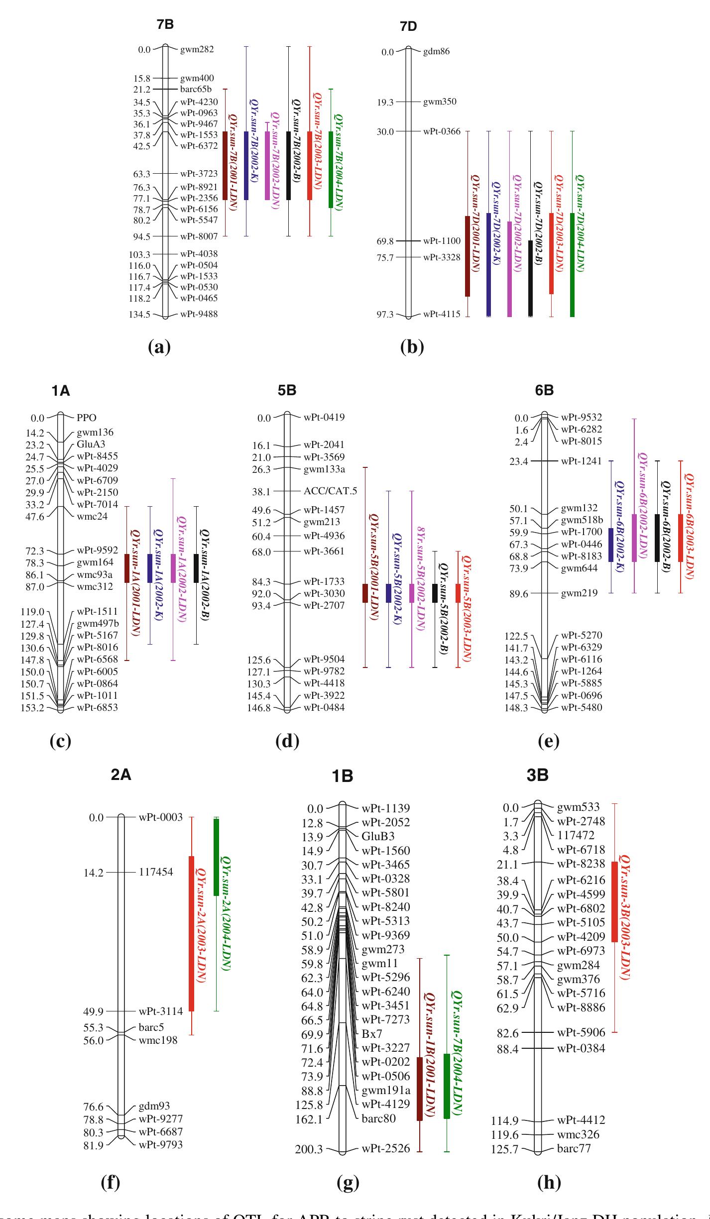 (PDF) Molecular mapping of adult plant stripe rust resistance in wheat ...