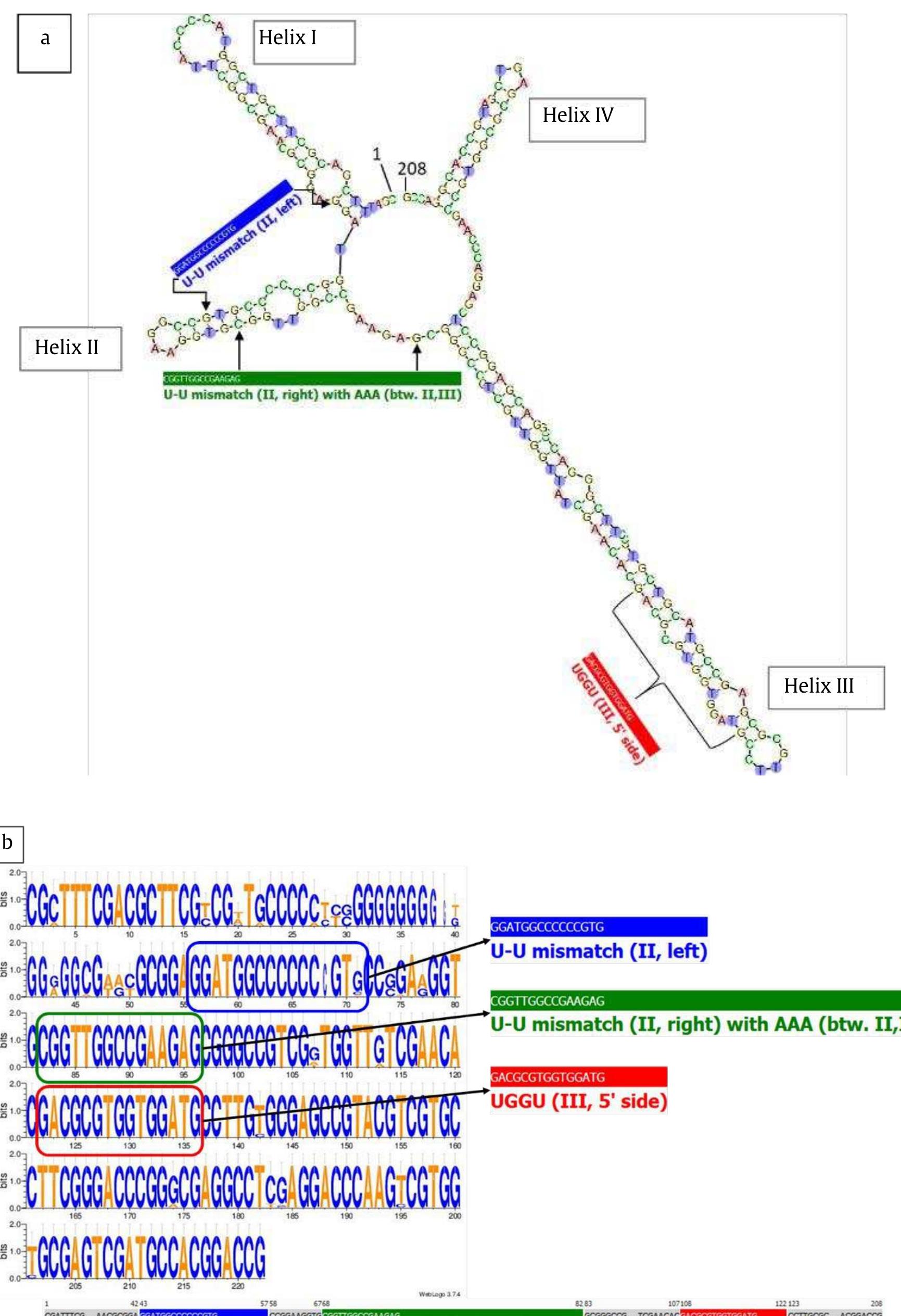 Its2 Structure (PDF) Genetic Relationship between Tongka Langit Bananas (Musa ...