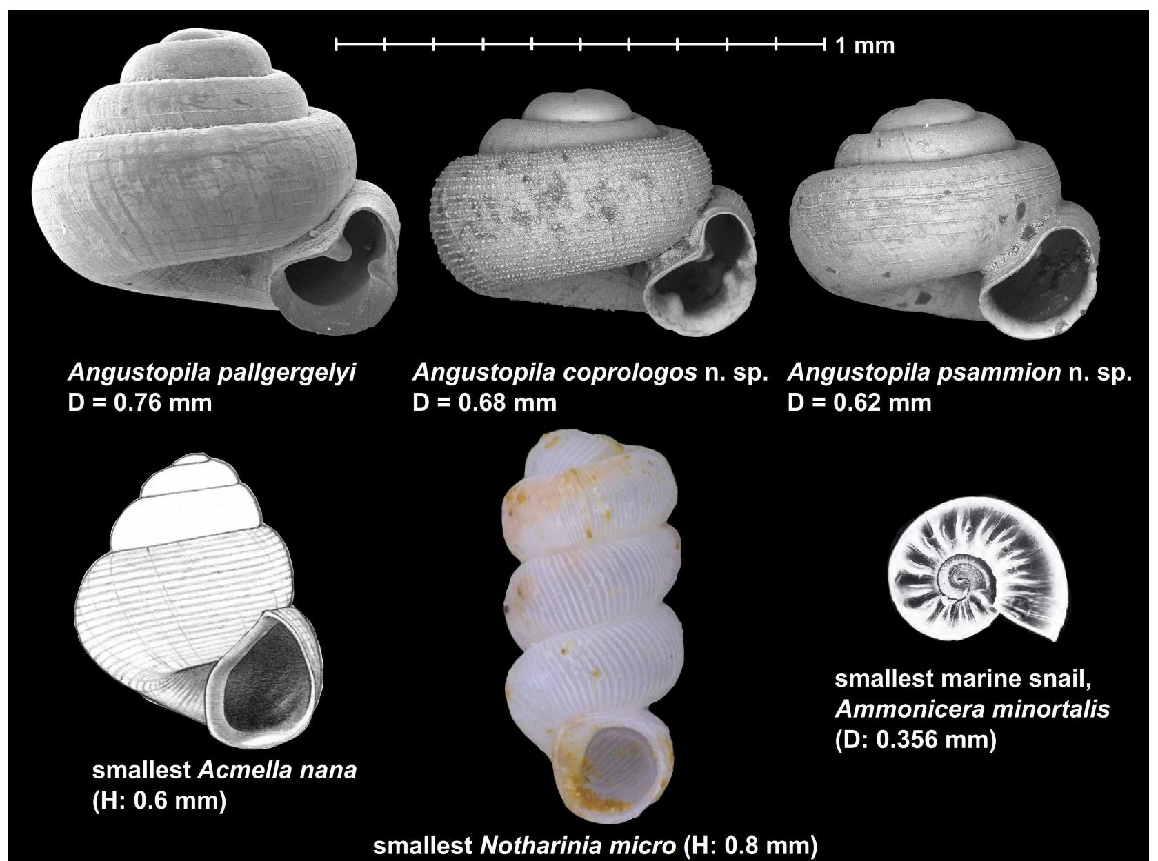 Smallest Shell Table 2 - The world’s tiniest land snails from Laos and