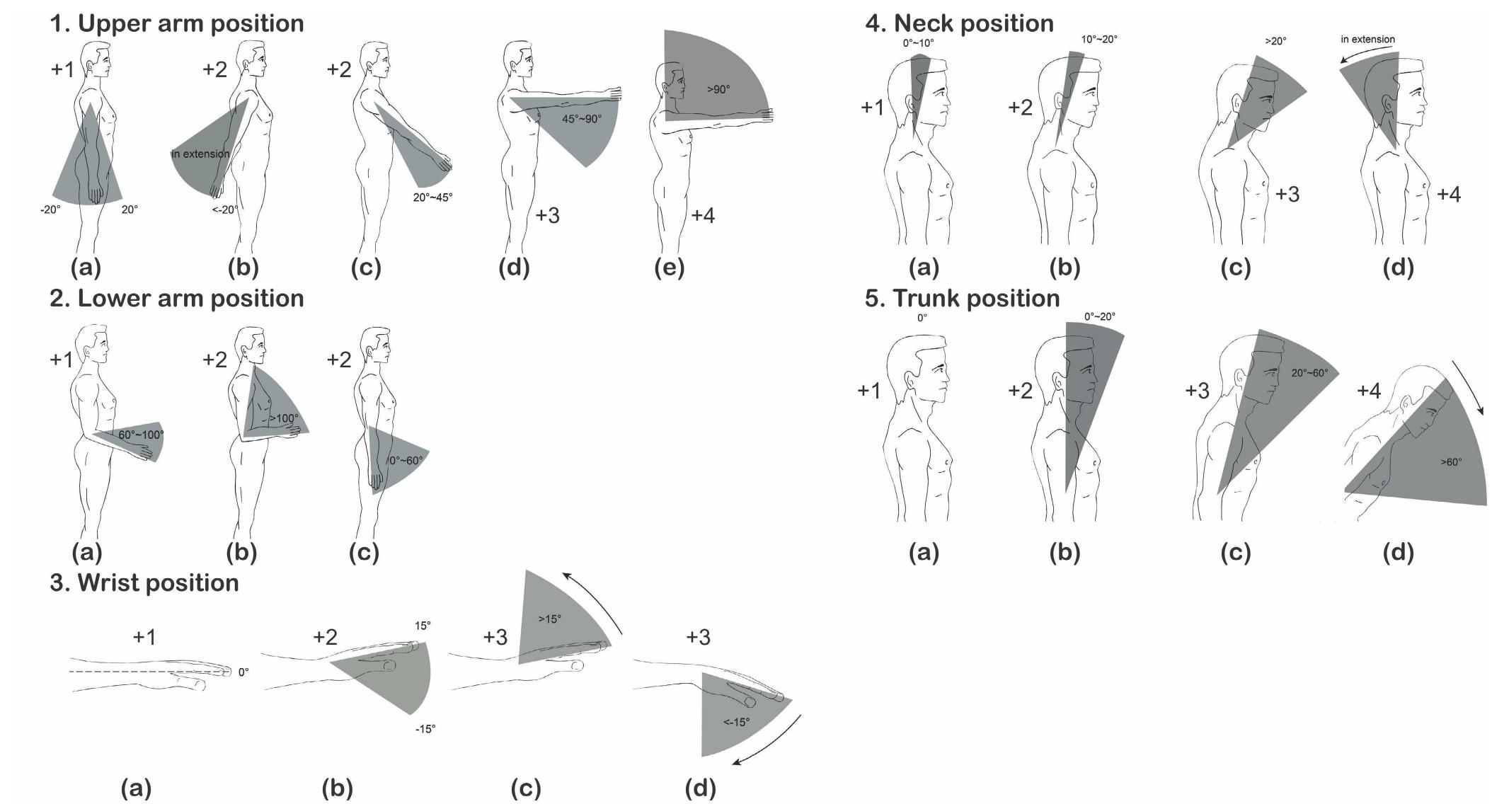 FIGURE 1. Body parts, postures and points in RULA considered in this study. 