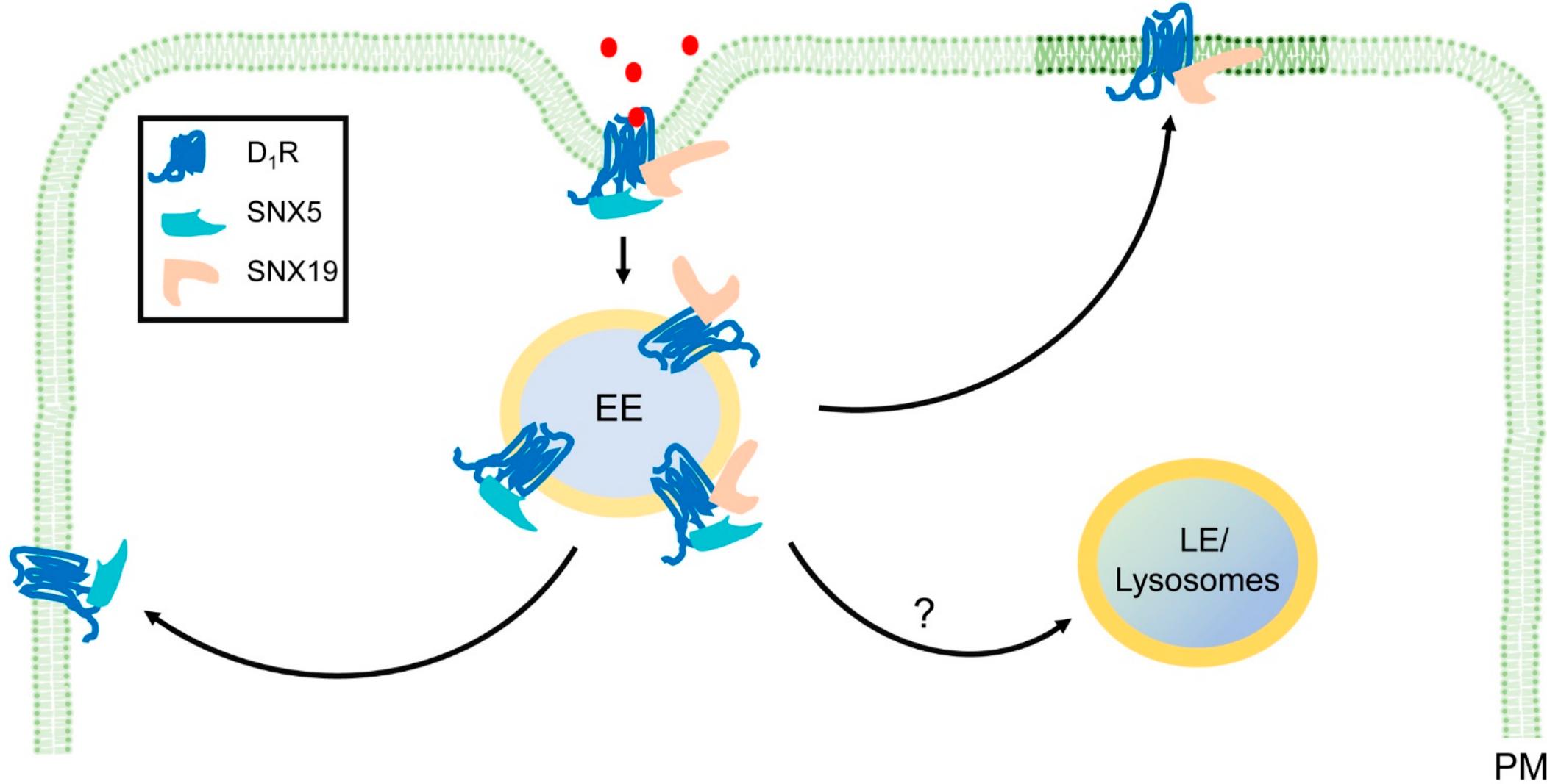 (PDF) SNX-PXA-RGS-PXC Subfamily of SNXs in the Regulation of Receptor ...