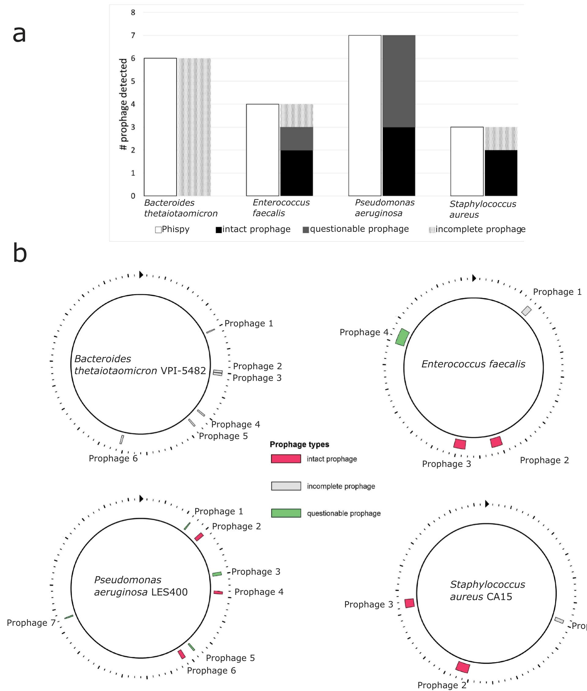 Prophage (PDF) Dietary prophage inducers and antimicrobials: toward landscaping ...