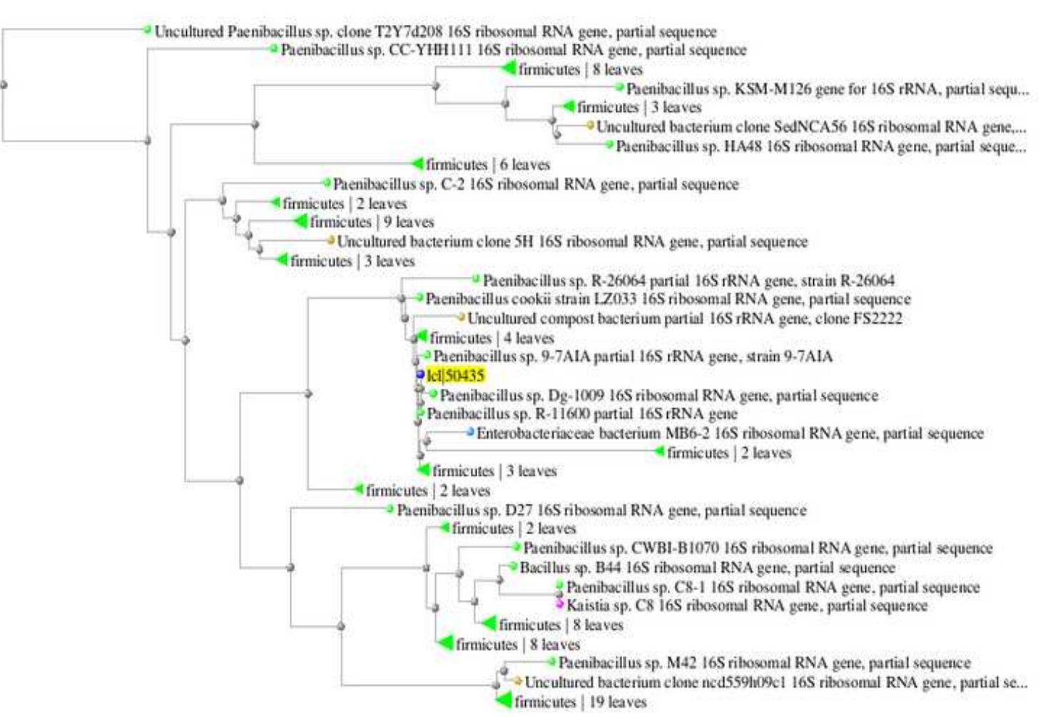 Phylogenetic tree based on 16s rdna sequence analysis of d3