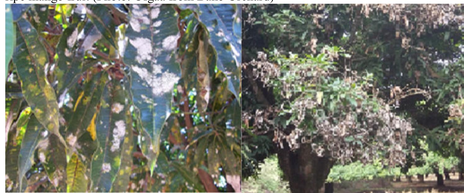 Infested Mango Tree (PDF) Infestation of Aulacaspis tubercularis (Homoptera: Diaspididae ...