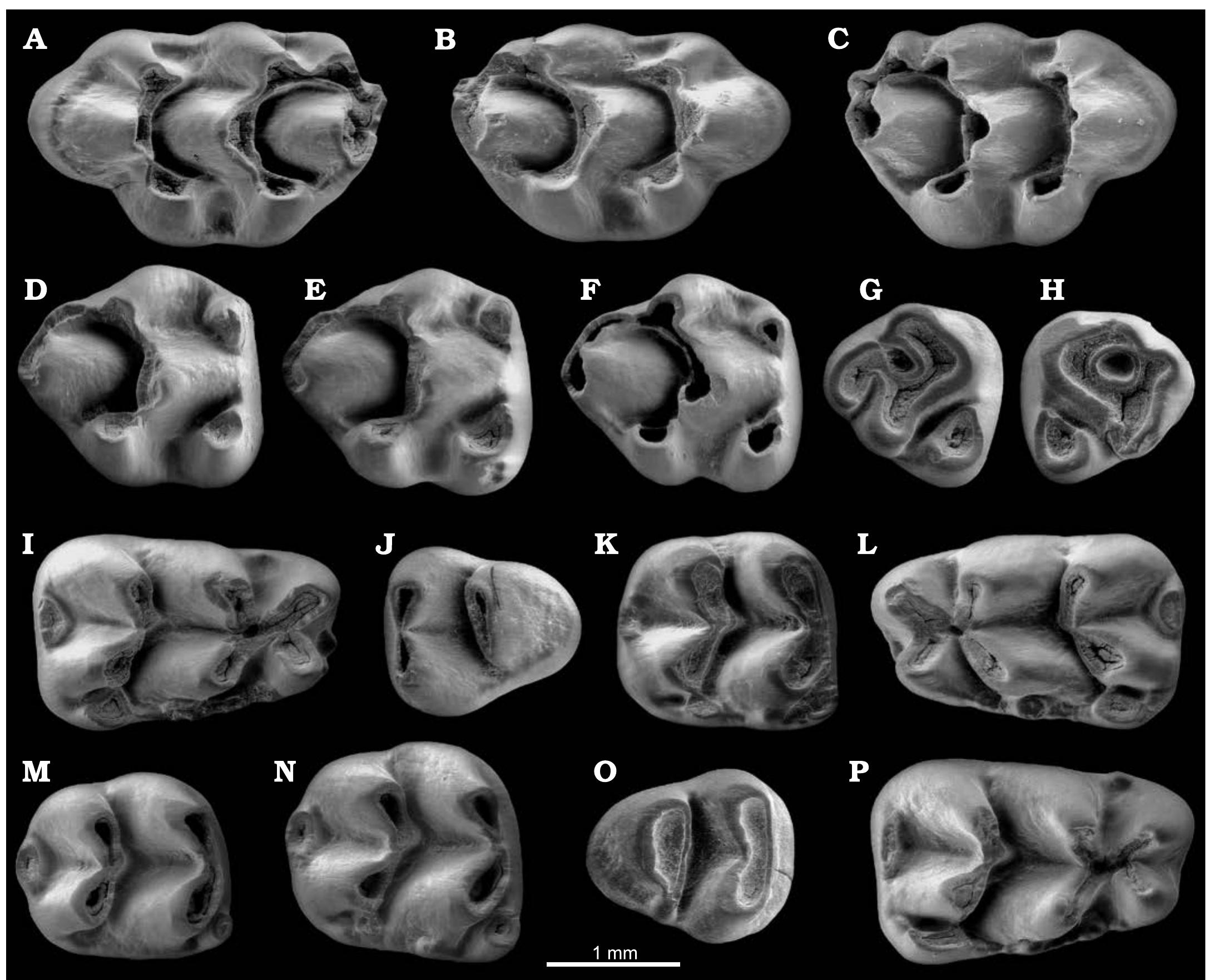 (PDF) A new early Pliocene murine rodent from the Iberian Peninsula and ...