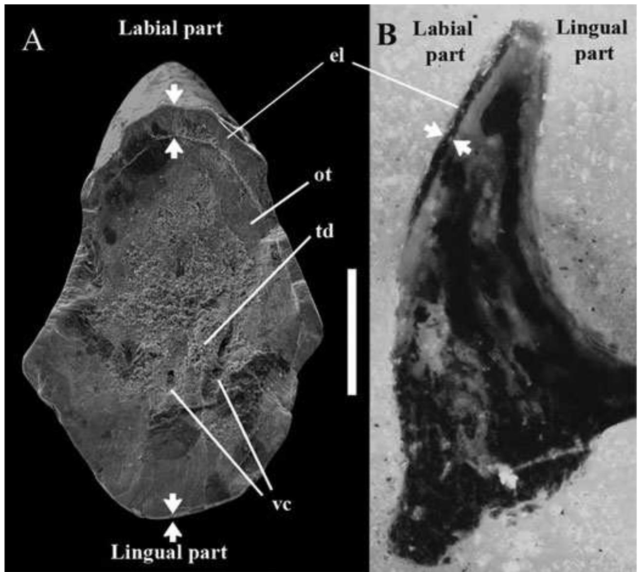 Leonodus Histology of teeth cusps of leonodus carlsi mader, 1986. a.