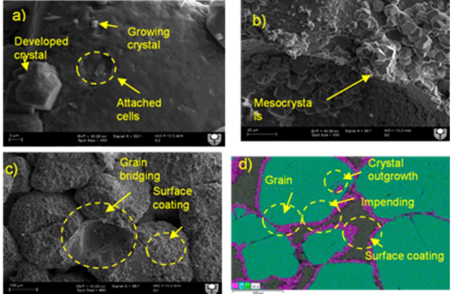 (PDF) Life Cycle Assessment of Biocement: An Emerging Sustainable Solution?