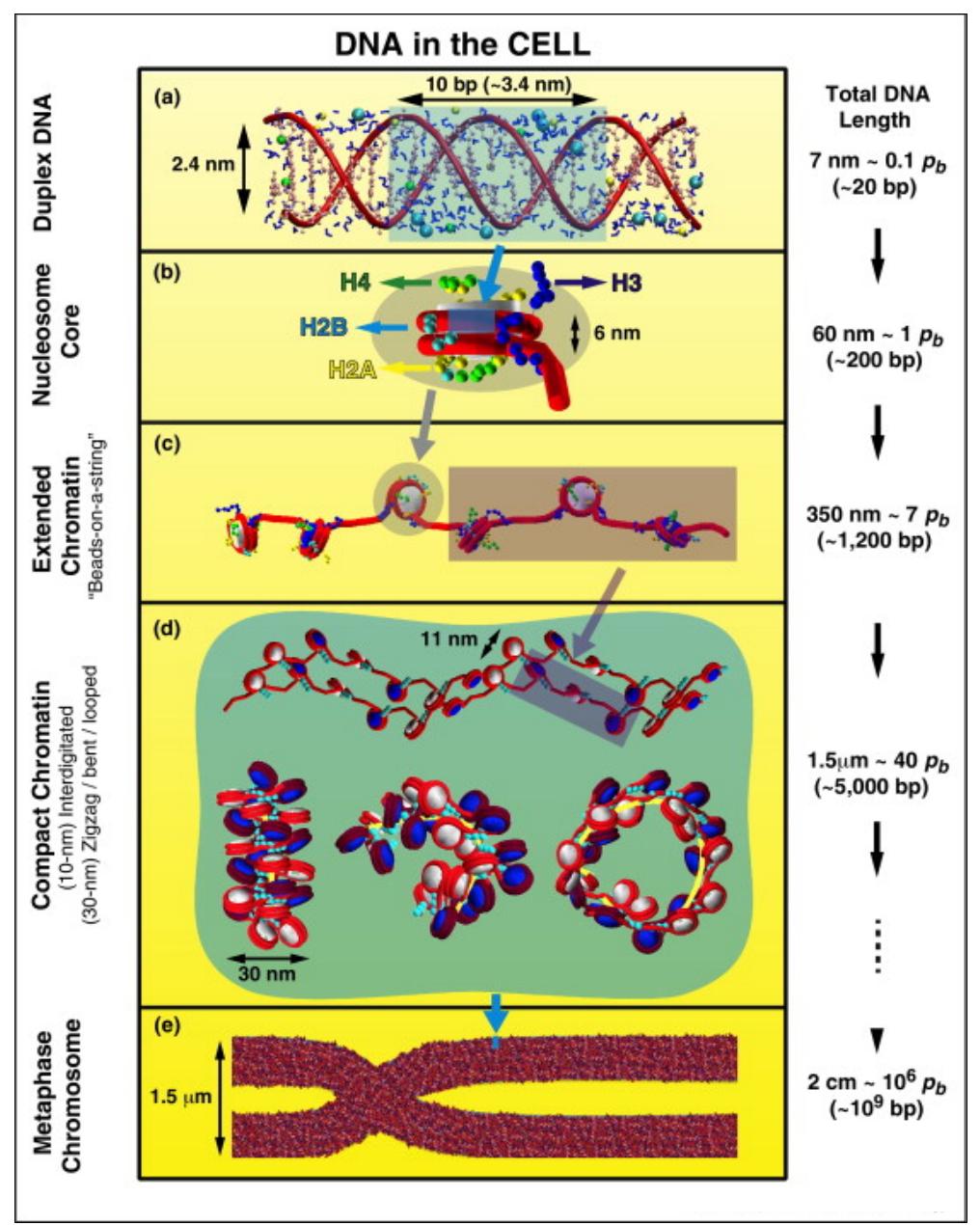 Dna Wrapping Principles of chromosome folding. i. schemat- ing cartoon of