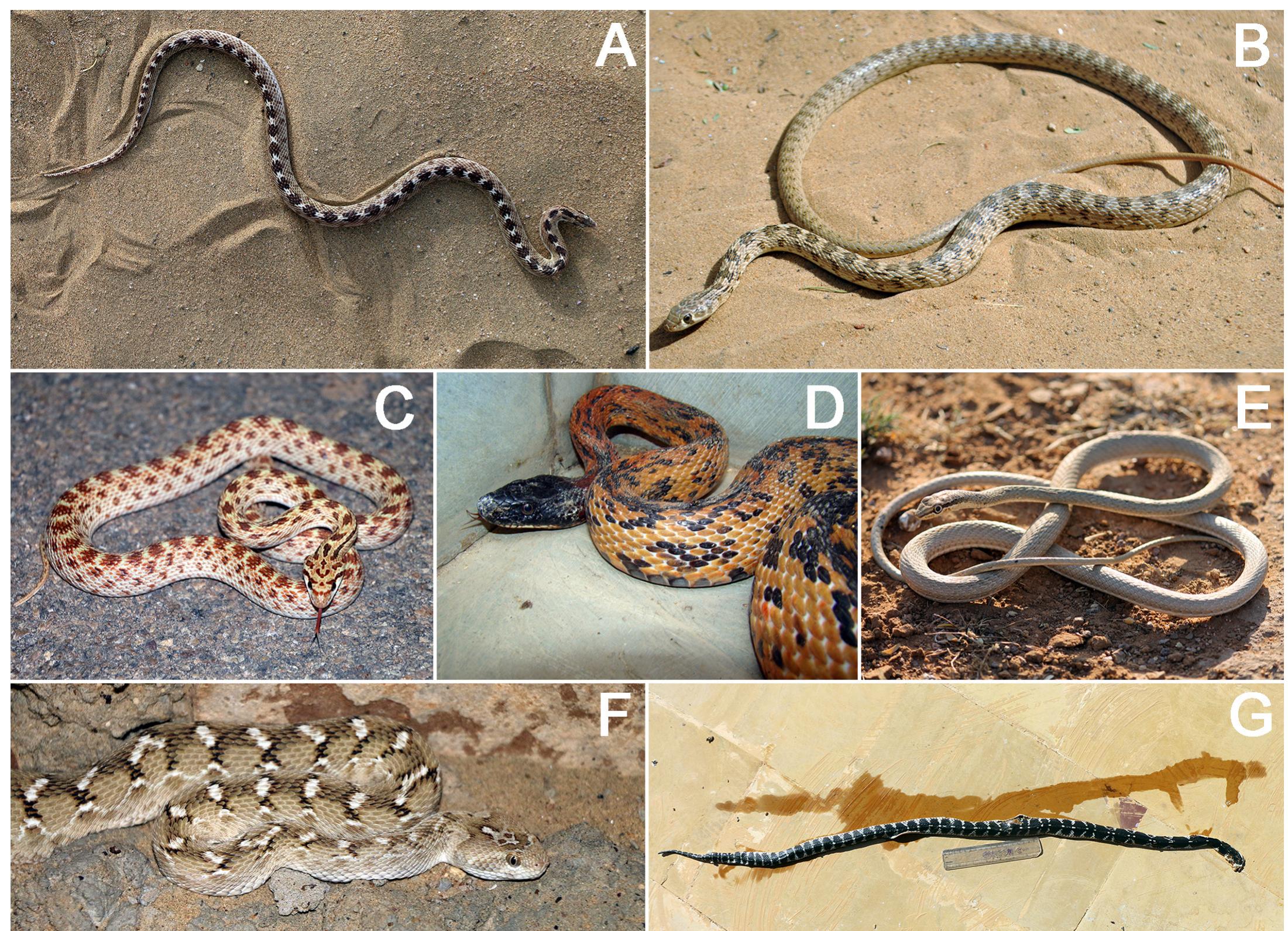(PDF) Some snakes of the arid and semiarid regions of the Thar Desert ...