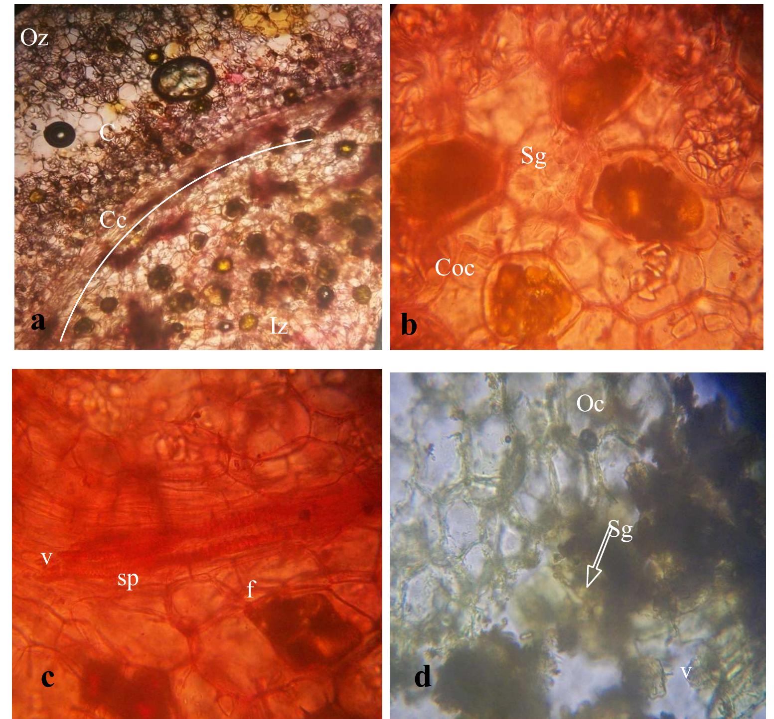 Turmeric Root Powder Under Microscope Figure 2 - from Phytopharmaceutical Potential and