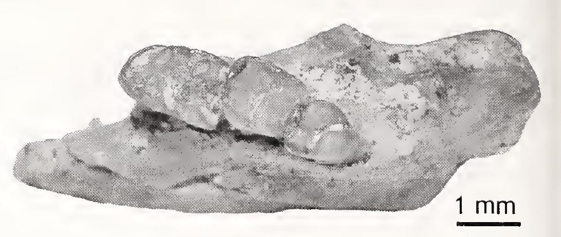 PDF) History of Paleontological research in the Narok District of