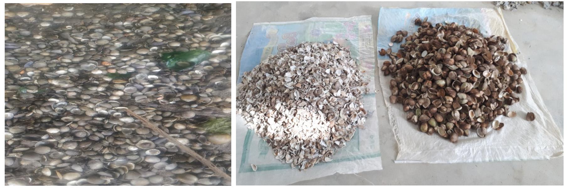 (PDF) The effect of clamshells partial substitution of coarse ...
