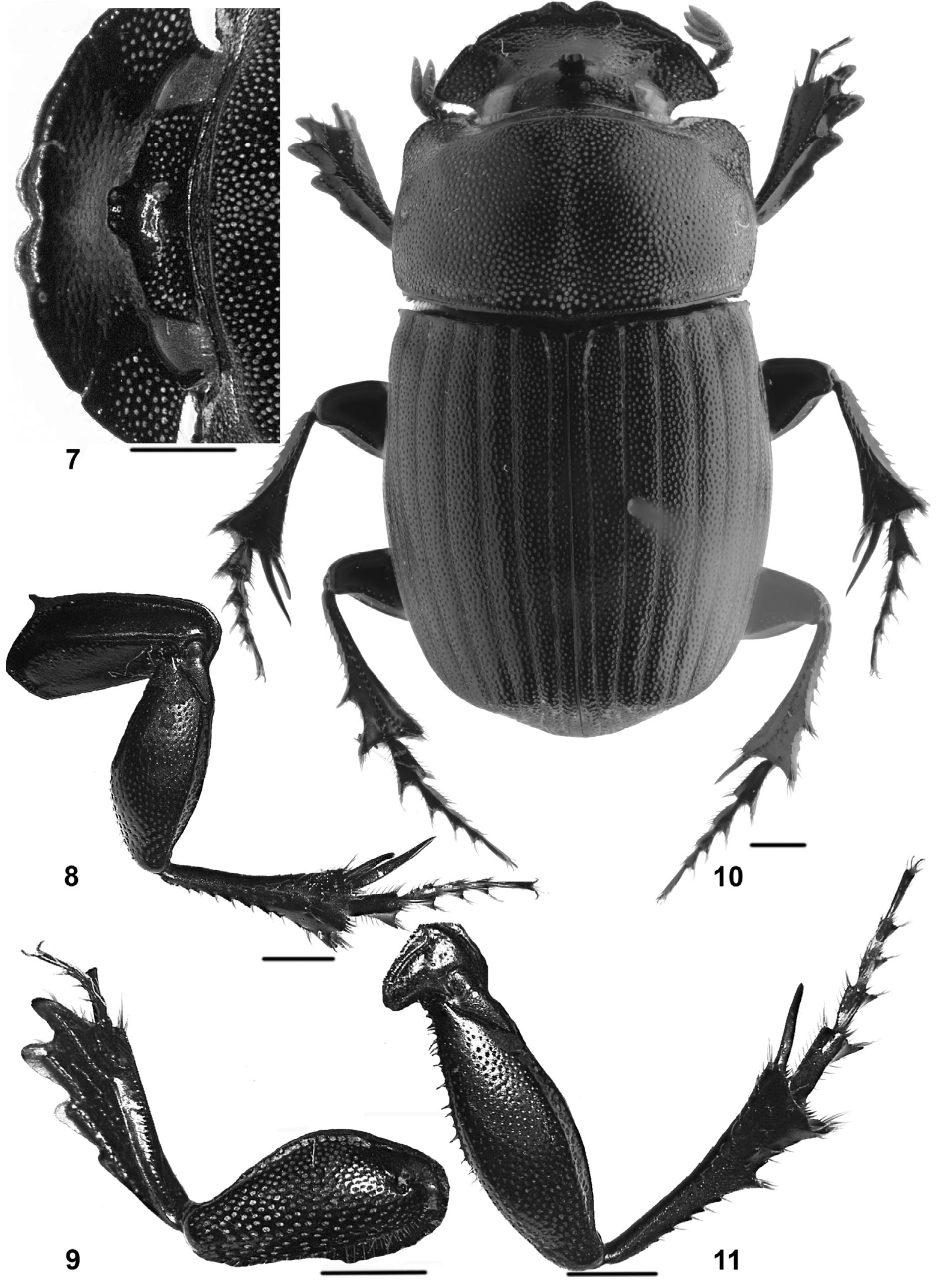 Figure 1 - from 2009-Three New Species of Copris (Coleoptera