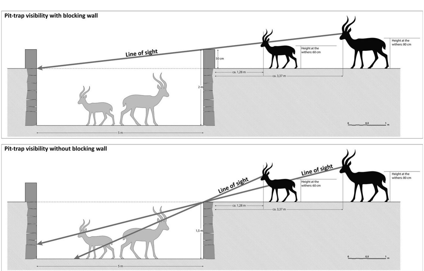 Fig. 23 Illustration of pit-trap visibility for small mammals from the interior of the enclosure. The exam- ple presents a comparative depiction of the line of sight for minimal and maximal height of gazelle (Gazella subgutturosa: 0.58-0.79 m height at withers: Kingswood & Blank, 1996, p. 2), with and with- out the presence of the low wall surrounding the pit  visibility of the pit-hole for animals standing at the same distance without the pres- ence of the low wall. 