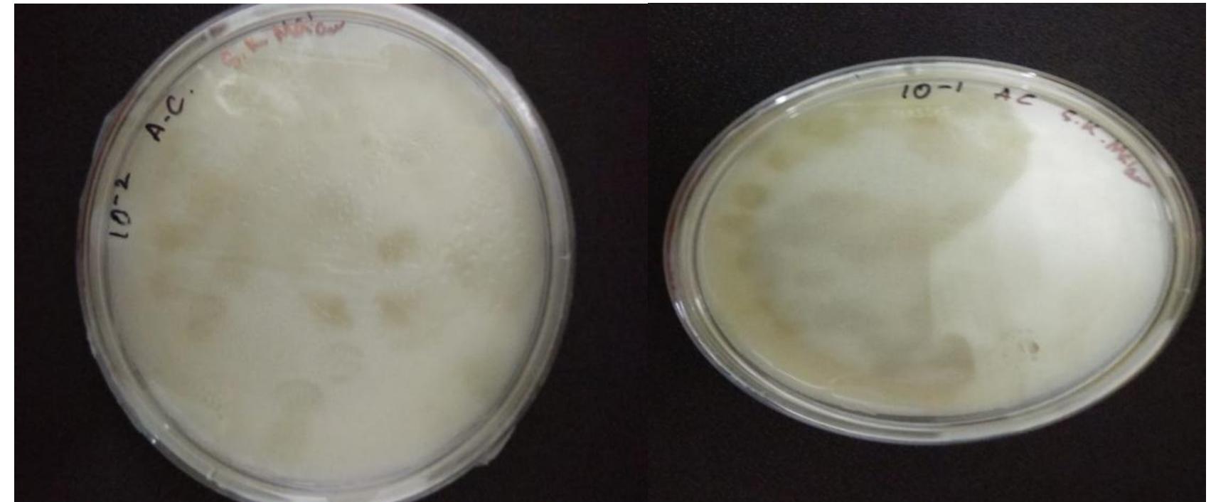 Figure 1 - from Isolation of Protease Producing Bacteria