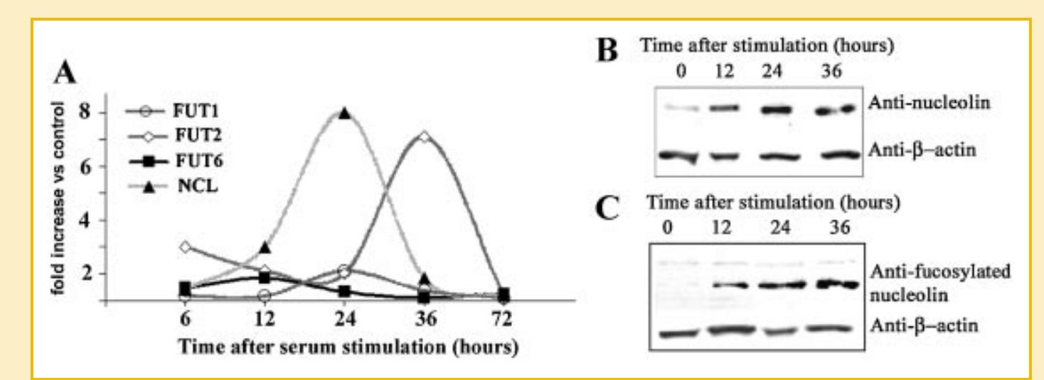 (PDF) RNA-mediated gene silencing of FUT1 and FUT2 influences ...
