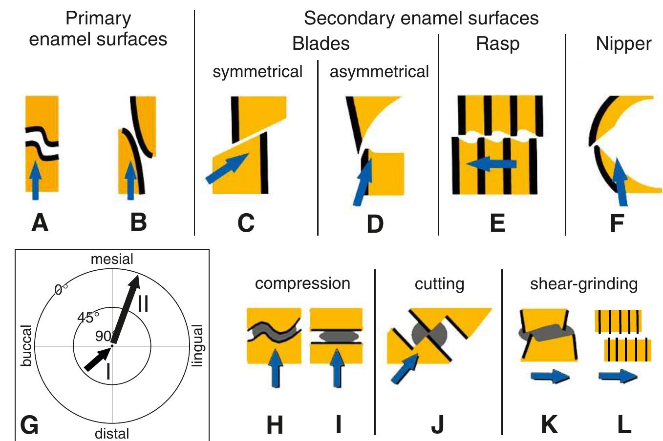 (PDF) Evolutionary trends in the mastication patterns in some ...